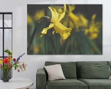 Beautiful Yellow Easter Flowers Photo - Rivierenhof, Deurne, Antwerp | Spring Blossoms by Kristof Leffelaer