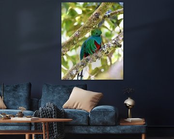 Quetzal (bunter Vogel aus Mittelamerika) von Rini Kools