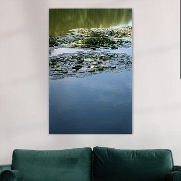 Water lilies and reflection in the water