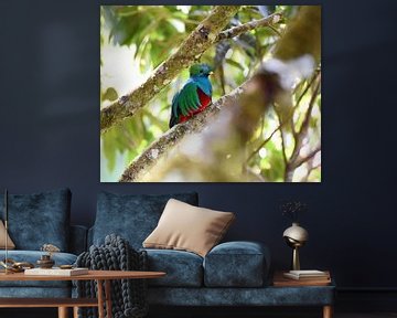 Quetzal (oiseau coloré d'Amérique centrale) sur Rini Kools