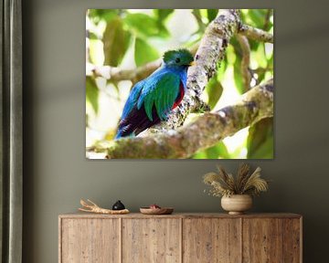 Quetzal (Bunter Vogel aus Mittelamerika) von Rini Kools