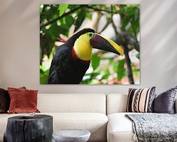 Birds of Costa Rica: Black-mandibled Toucan (Zwartsnaveltoekan) van Rini Kools
