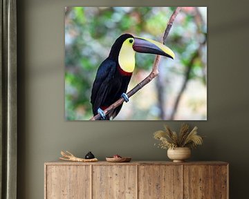 Toucan à bec noir, une grande espèce de toucan d'Amérique centrale et d'Amérique du Sud sur Rini Kools