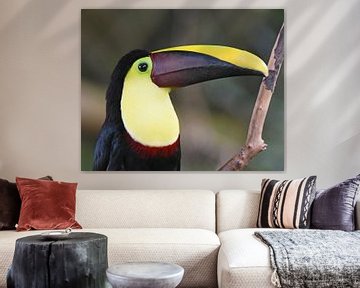 Toucan à bec noir, une grande espèce de toucan d'Amérique centrale et d'Amérique du Sud sur Rini Kools