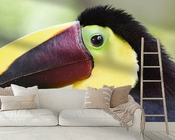 Schwarzschnabeltukan, eine große Tukanart aus Mittel- und Südamerika von Rini Kools