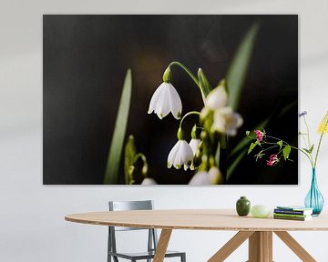 Enchanting Spring Snowflakes: Macro photography in Park Rivierenhof, Deurne by Kristof Leffelaer