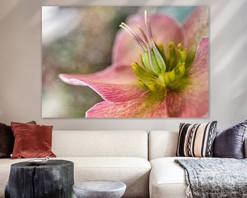 Hiver floraison rose, Helleborus sur Rietje Bulthuis