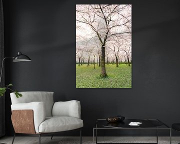 Cherry Blossom after Sunrise