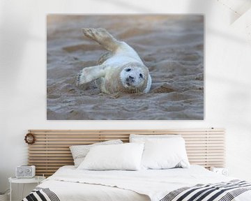 Young seal rolls in the sand by HB Photography