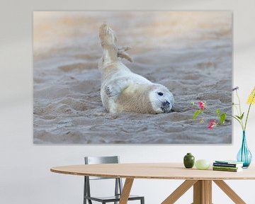 Young seal rolls in the sand by HB Photography