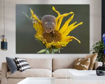 Maus auf einer Sonnenblume von HB Photography