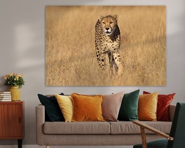 Cheetah loopt door het dorre gras van HB Photography