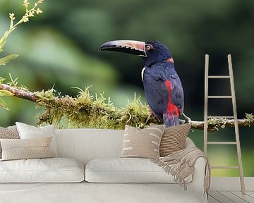 Vögel in Costa Rica: Halsbandarassari (Halsbandarassari) von Rini Kools