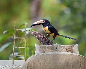 Vögel in Costa Rica: Halsbandarassari (Halsbandarassari) von Rini Kools