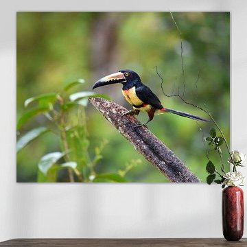 Birds of Costa Rica: Collared Aracari (Collared Aracari)
