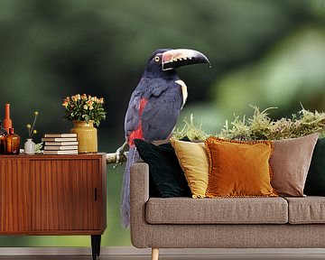 Vögel in Costa Rica: Halsbandarassari (Halsbandarassari) von Rini Kools