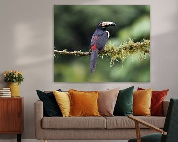 Birds of Costa Rica: Collared Aracari (Halsbandarassari) van Rini Kools