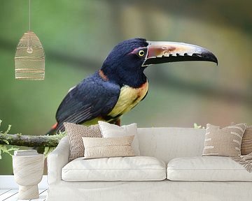 Vögel in Costa Rica: Halsbandarassari (Halsbandarassari) von Rini Kools