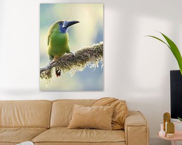 Birds of Costa Rica: Emerald Toucanet (Emerald Toucanet) by Rini Kools