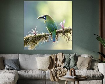 Vögel in Costa Rica: Smaragdtukanet (Smaragdtukanet) von Rini Kools