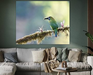 Birds of Costa Rica: Emerald Toucanet (Smaragdarassari) van Rini Kools