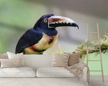 Vögel in Costa Rica: Halsbandarassari (Halsbandarassari) von Rini Kools