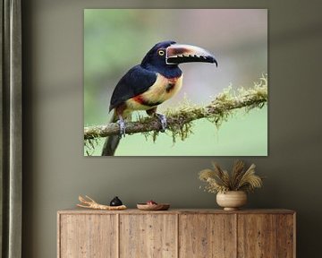 Birds of Costa Rica: Collared Aracari (Halsbandarassari) van Rini Kools