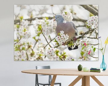 Wood pigeon in blossom by Friso Schinkel