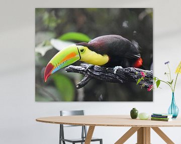 Oiseaux du Costa Rica : Toucan à bec jaune (Toucan à poitrine soufrée) sur Rini Kools