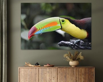 Oiseaux du Costa Rica : Toucan à bec jaune (Toucan à poitrine soufrée) sur Rini Kools