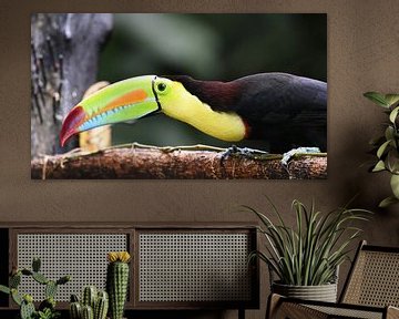 Birds of Costa Rica: Keel-billed Toucan by Rini Kools