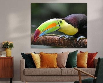 Oiseaux du Costa Rica : Toucan à bec jaune (Toucan à poitrine soufrée) sur Rini Kools