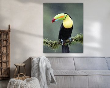 Oiseaux du Costa Rica : Toucan à bec jaune (Toucan à poitrine soufrée) sur Rini Kools