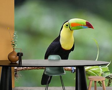 Vögel in Costa Rica: Keilschnabeltukan (Schwefelbrusttukan) von Rini Kools