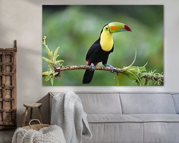 Birds of Costa Rica: Keel-billed Toucan (Zwavelborsttoekan) van Rini Kools