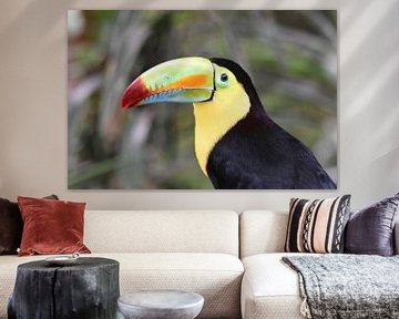 Oiseaux du Costa Rica : Toucan à bec jaune (Toucan à poitrine soufrée) sur Rini Kools