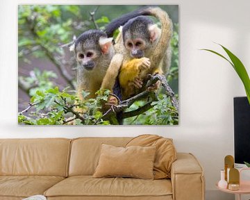 twee verlegen aapjes in de boom - Monkey Business van BHotography