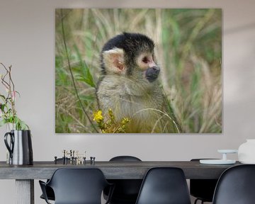 Le singe écureuil joue à cache-cache sur BHotography