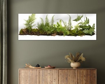 Collection of ferns and moss, isolated on a white background by Animaflora PicsStock