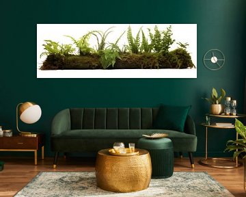 Collection of ferns and moss, isolated on a white background by Animaflora PicsStock