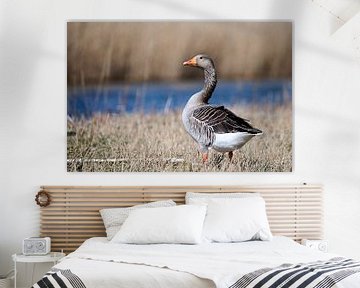 Greylag goose by Arjen van den Broek