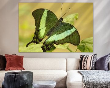 Papilio Crino Groene Vlinder van Gerda de Voogd