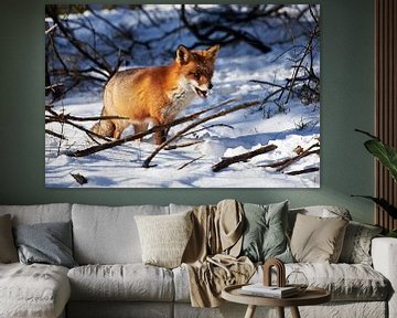 Fuchs im Schnee von Arjen van den Broek