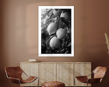 Fresh lemons on a branch with drops of water in black and white by Felix Brönnimann