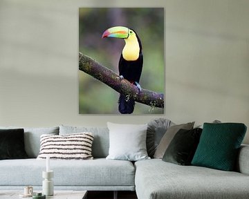 Oiseaux du Costa Rica : Toucan à bec jaune (Toucan à poitrine soufrée) sur Rini Kools