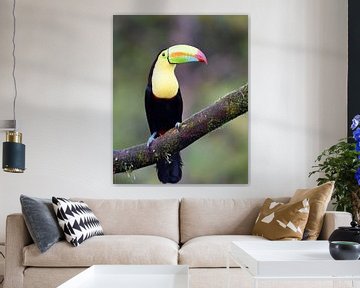 Oiseaux du Costa Rica : Toucan à bec jaune (Toucan à poitrine soufrée) sur Rini Kools