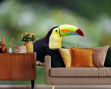 Vögel in Costa Rica: Keilschnabeltukan (Schwefelbrusttukan) von Rini Kools