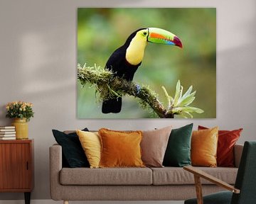 Oiseaux du Costa Rica : Toucan à bec jaune (Toucan à poitrine soufrée) sur Rini Kools