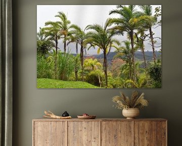 Costa Rica: landschap met palmbomen in de omgeving van Turrialba van Rini Kools