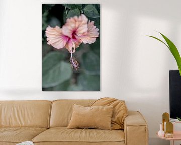 Whisper of Flora - Hibiscus dans les tons pastel sur Femke Ketelaar